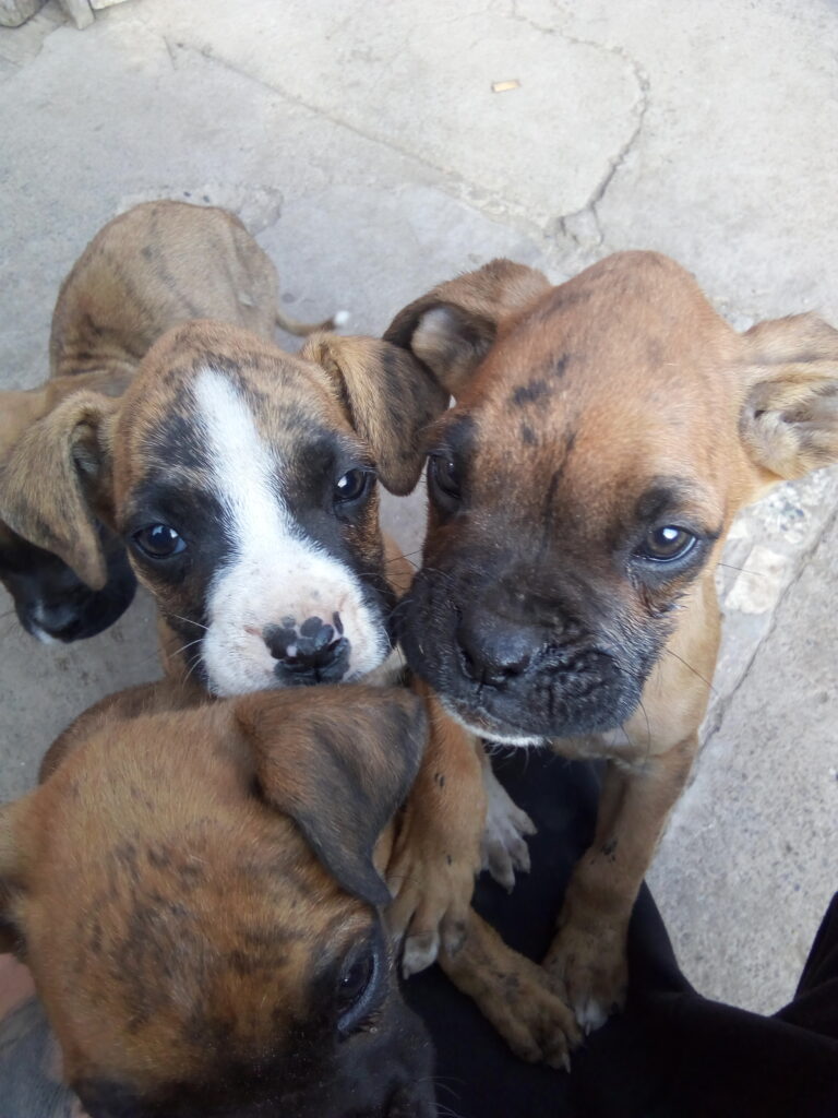 N2 (#ID:719-718-medium_large)  cachorros boxer de la categoria Perros y que se encuentra en San Joaquín, new, 60000, con identificador unico - Resumen de imagenes, fotos, fotografias, fotogramas y medios visuales correspondientes al aviso clasificado como #ID:719