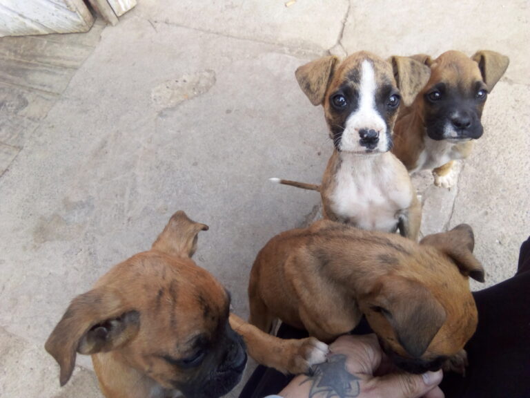 N1 (#ID:719-717-medium_large)  cachorros boxer de la categoria Perros y que se encuentra en San Joaquín, new, 60000, con identificador unico - Resumen de imagenes, fotos, fotografias, fotogramas y medios visuales correspondientes al aviso clasificado como #ID:719