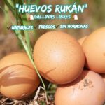 Huevos de Gallinas Libres - Chicureo