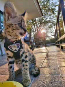 gatitos serval, savannah y caracal disponibles