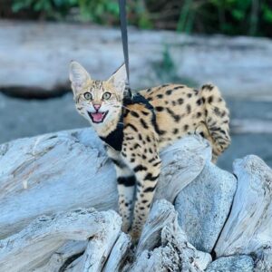 Savannah F1 y Carecal, Caracat, serval gatito disponible