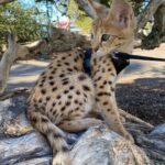 Savannah F1 y Carecal, Caracat, serval gatito disponible - Calama